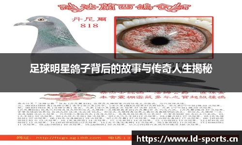 足球明星鸽子背后的故事与传奇人生揭秘